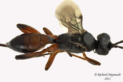 Ichneumon Wasp - Tribe Cryptini sp1 3 m13 5,2mm 