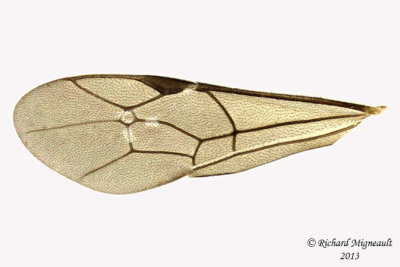 Ichneumon Wasp - Tribe Cryptini sp1 4 m13 5,2mm
