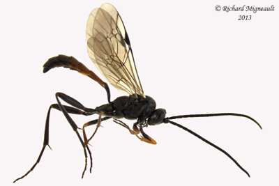 Ichneumon Wasp - Tribe Cryptini sp2 1 m13 7,6mm