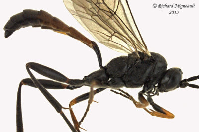 Ichneumon Wasp - Tribe Cryptini sp2 2 m13 7,6mm 