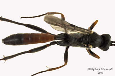 Ichneumon Wasp - Tribe Cryptini sp2 3 m13 7,6mm 