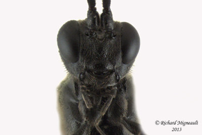 Ichneumon Wasp - Tribe Cryptini sp2 4 m13 7,6mm 