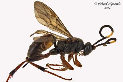 Ichneumon Wasp - Tribe Cryptini sp3 1 m12 