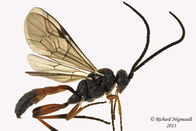 Ichneumon Wasp - Tribe Hemigastrini 1 m13 6,5mm