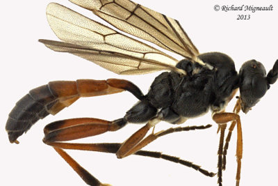 Ichneumon Wasp - Tribe Hemigastrini 2 m13 6,5mm 