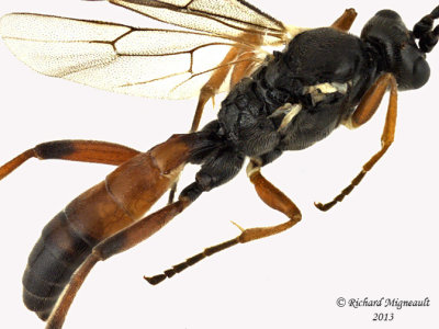 Ichneumon Wasp - Tribe Hemigastrini 3 m13 6,5mm 
