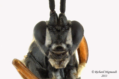 Ichneumon Wasp - Tribe Hemigastrini 4 m13 6,5mm 