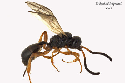 Ichneumon Wasp - Tribe Phygadeuontini sp1 1 m13 3,2mm