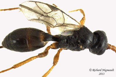 Ichneumon Wasp - Tribe Phygadeuontini sp1 3 m13 3,2mm 