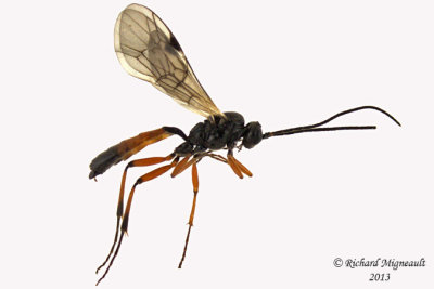 Ichneumon Wasp - Tribe Phygadeuontini sp3 1 m13 6,5mm 
