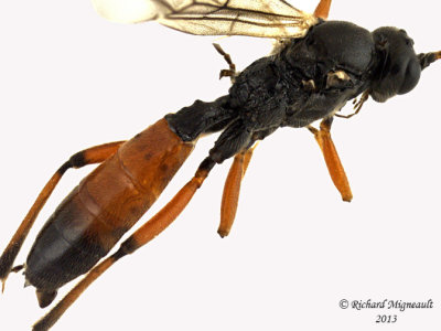 Ichneumon Wasp - Tribe Phygadeuontini sp3 3 m13 6,5mm 