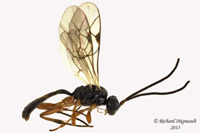 Ichneumon Wasp - Tribe Phygadeuontini sp4 1 m13 3,9mm 