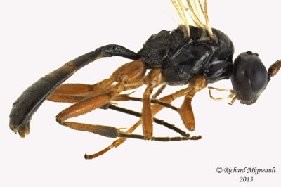 Ichneumon Wasp - Tribe Phygadeuontini sp4 2 m13 3,9mm 