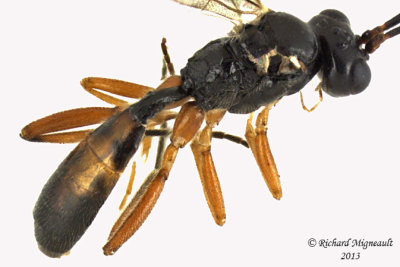 Ichneumon Wasp - Tribe Phygadeuontini sp4 3 m13 3,9mm 