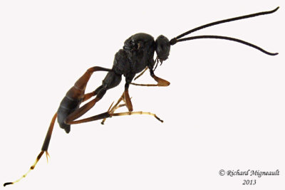 Ichneumon Wasp - Trychosis sp1 1 m13 6,5mm 
