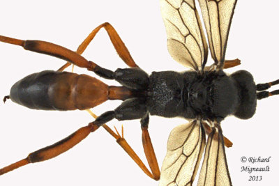 Ichneumon Wasp - Trychosis sp1 3 m13 6,5mm 