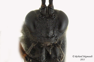 Ichneumon Wasp - Trychosis sp1 4 m13 6,5mm 