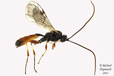 Ichneumon Wasp - Ctenopelmatinae sp1 1 m13 7mm 