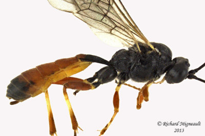 Ichneumon Wasp - Ctenopelmatinae sp1 2 m13 7mm 