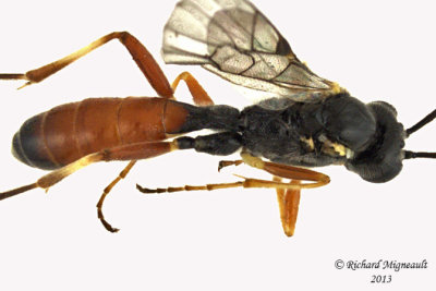 Ichneumon Wasp - Ctenopelmatinae sp1 3 m13 7mm 