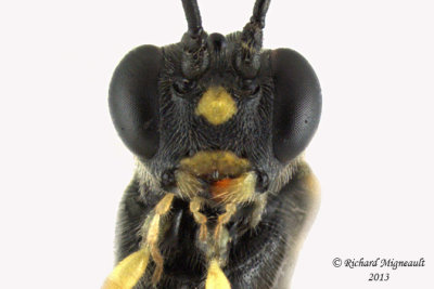 Ichneumon Wasp - Ctenopelmatinae sp1 4 m13 7mm 