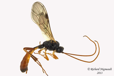 Ichneumon Wasp - Ctenopelmatinae sp2 1 m13 8,2mm 
