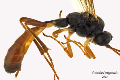 Ichneumon Wasp - Ctenopelmatinae sp2 2 m13 8,2mm