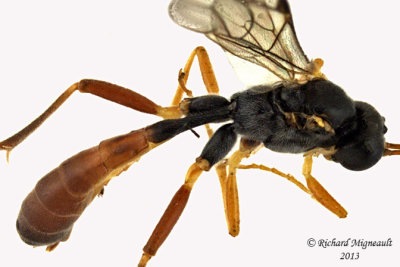 Ichneumon Wasp - Ctenopelmatinae sp2 3 m13 8,2mm 