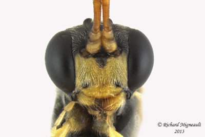 Ichneumon Wasp - Ctenopelmatinae sp2 4 m13 8,2mm