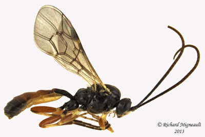 Ichneumon Wasp - Ctenopelmatinae sp3 1 m13 8mm 