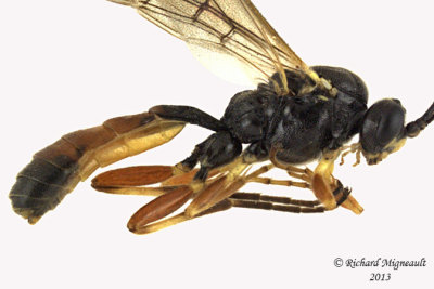 Ichneumon Wasp - Ctenopelmatinae sp3 2 m13 8mm 