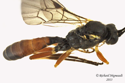 Ichneumon Wasp - Ctenopelmatinae sp3 3 m13 8mm 