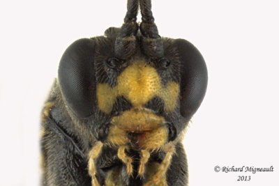 Ichneumon Wasp - Ctenopelmatinae sp3 4 m13 8mm 