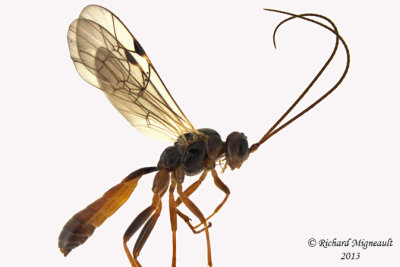 Ichneumon Wasp - Ctenopelmatinae sp4 1 m13 8,9mm 