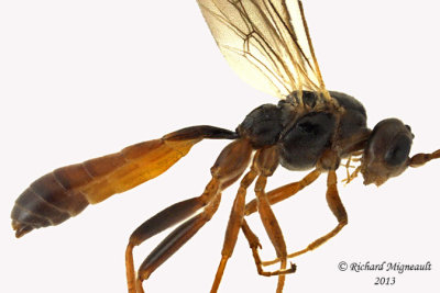 Ichneumon Wasp - Ctenopelmatinae sp4 2 m13 8,9mm 