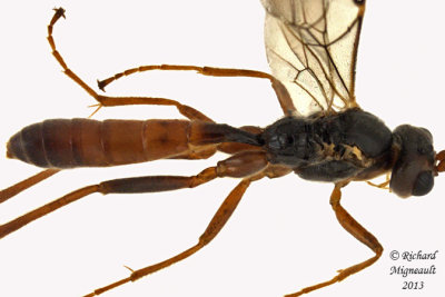 Ichneumon Wasp - Ctenopelmatinae sp4 3 m13 8,9mm 