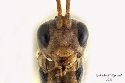 Ichneumon Wasp - Ctenopelmatinae sp4 4 m13 8,9mm 