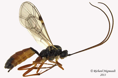 Ichneumon Wasp - Ctenopelmatinae sp5 1 m13 8,4mm 