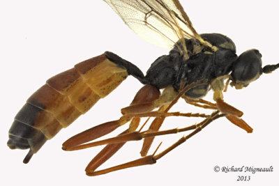 Ichneumon Wasp - Ctenopelmatinae sp5 2 m13 8,4mm 