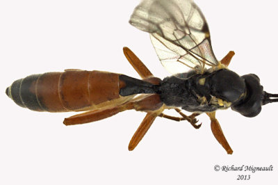 Ichneumon Wasp - Ctenopelmatinae sp5 3 m13 8,4mm 