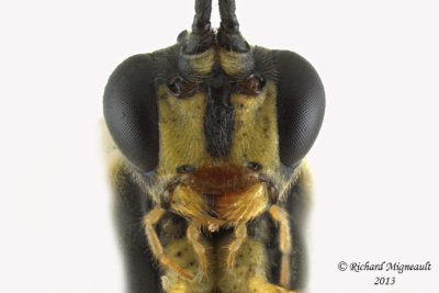 Ichneumon Wasp - Ctenopelmatinae sp5 4 m13 8,4mm 