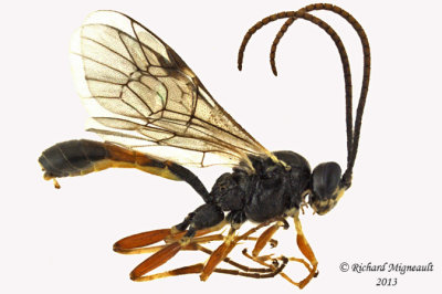 Ichneumon Wasp - Ctenopelmatinae sp6 1 m13 7mm