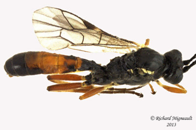 Ichneumon Wasp - Ctenopelmatinae sp6 2 m13 7mm 