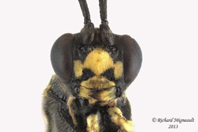Ichneumon Wasp - Ctenopelmatinae sp6 3 m13 7mm 