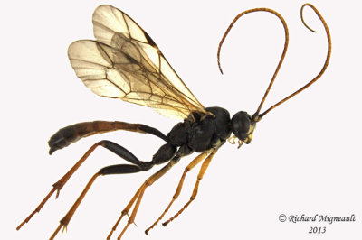Ichneumon Wasp - Ctenopelmatinae sp7 1 m13 9,6mm 