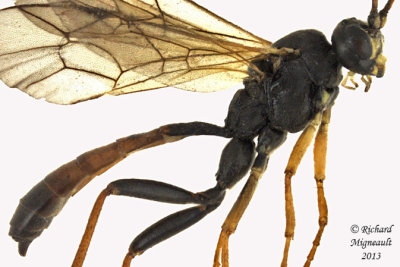 Ichneumon Wasp - Ctenopelmatinae sp7 2 m13 9,6mm 