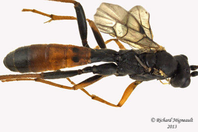 Ichneumon Wasp - Ctenopelmatinae sp7 3 m13 9,6mm 