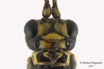 Ichneumon Wasp - Ctenopelmatinae sp7 4 m13 9,6mm 
