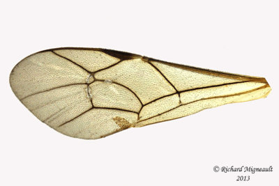 Ichneumon Wasp - Ctenopelmatinae sp7 5 m13 9,6mm