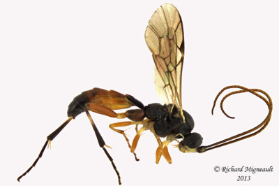 Ichneumon Wasp - Ctenopelmatinae sp8 1 m13 7,1mm 